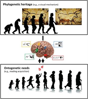 Written Language Acquisition Is Both Shaped by and Has an Impact on Brain Functioning and Cognition